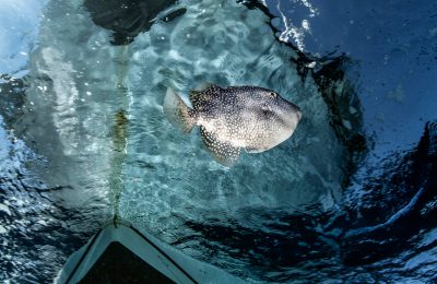 Pesce balestra nel Mar Mediterraneo, riflesso sotto la superficie vicino a una barca