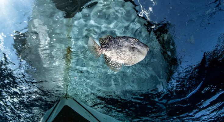 Pesce balestra nel Mar Mediterraneo, riflesso sotto la superficie vicino a una barca