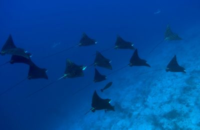 crociera-subacquea-maldive-pasqua