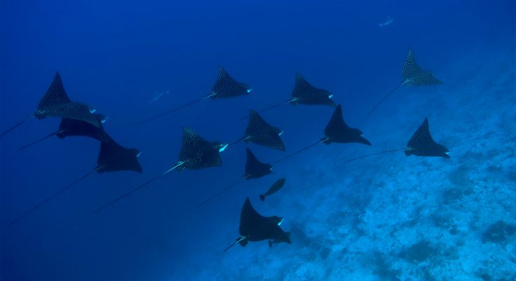 crociera-subacquea-maldive-pasqua