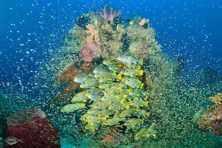 Banchi di pesci tropicali gialli e blu nuotano attorno a una barriera corallina colorata a Raja Ampat, circondati da un'infinità di piccoli pesci argentati. Il fondale marino è ricco di coralli variopinti e la scena è immersa in un’acqua cristallina.