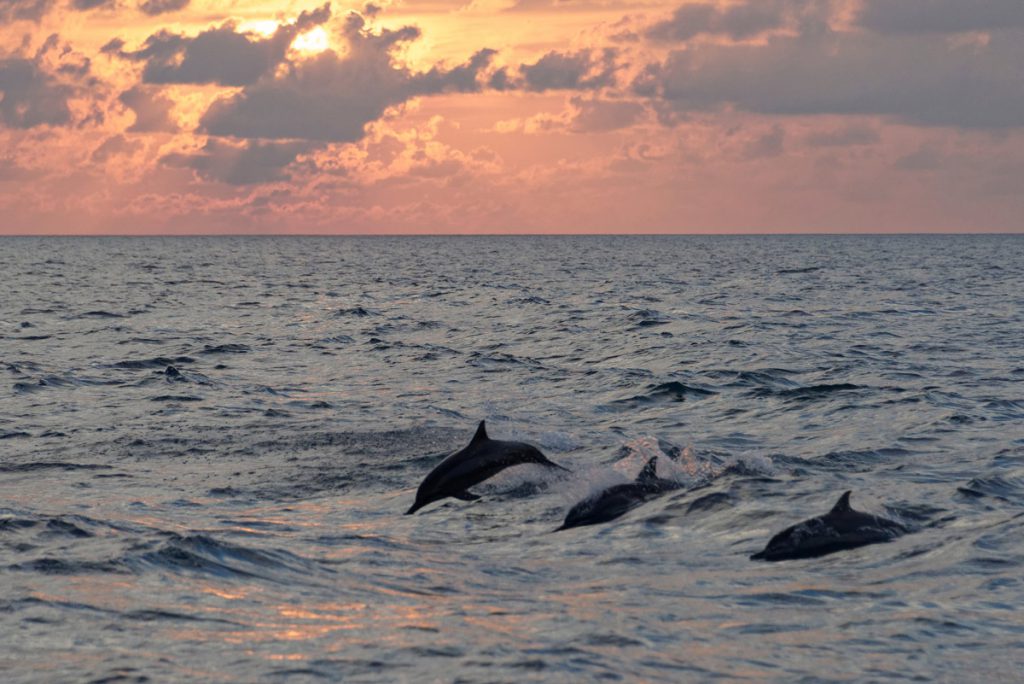 maldive delfini crociera sub albatros pasqua