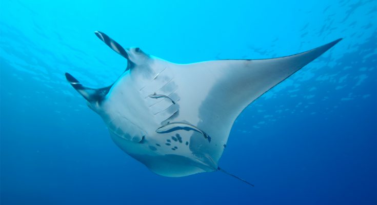 manta gigante mar rosso