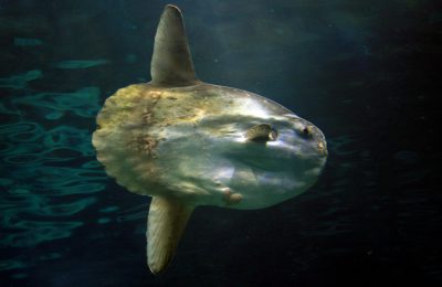 mola mola lembongan indonesia immersioni