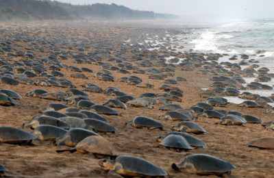 Migliaia di tartarughe olivacee affollano la spiaggia di Rushikulya, India, per la loro nidificazione di massa annuale.